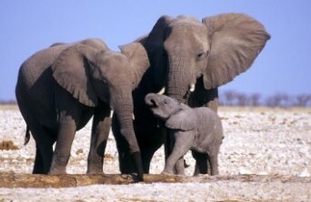 16152_unnamedelephants_1_460x230