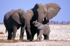 16152_unnamedelephants_1_460x230 16152_unnamedelephants_1_460x230