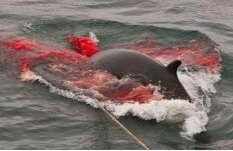 whale slaughter