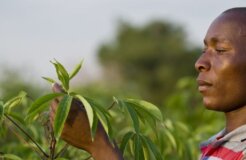 farmafrica