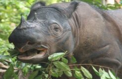 sumatran_rhino