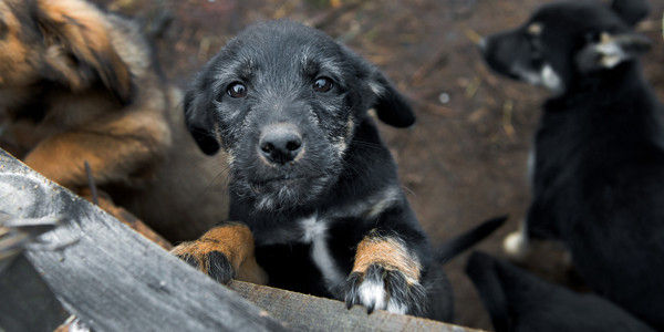 puppy_Russia-Petition_against_dog_killing