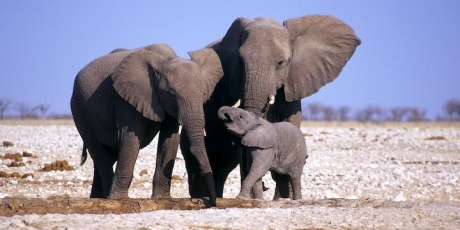 16152_unnamedelephants_1_460x230 16152_unnamedelephants_1_460x230