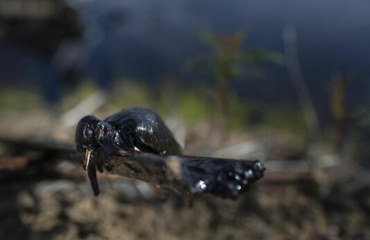 GP0STOILN_layout.d68b9697