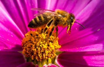Bees on Blossoms in GermanyBiene auf einer Bluete