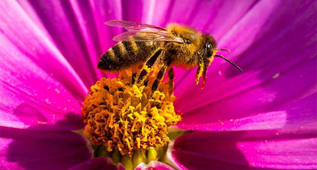Bees on Blossoms in GermanyBiene auf einer Bluete