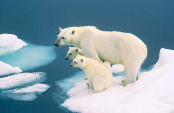 Svalbard family