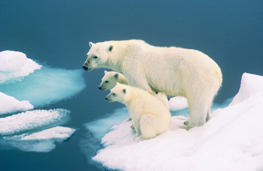Svalbard family Svalbard family