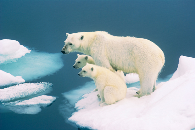 Svalbard family