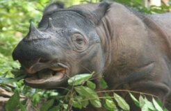 sumatran_rhino