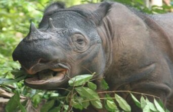 sumatran_rhino