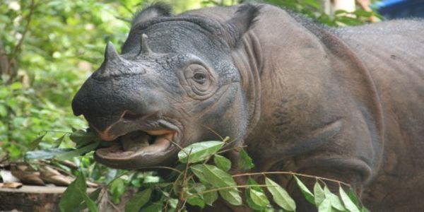 sumatran_rhino