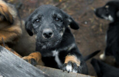 puppy_Russia-Petition_against_dog_killing
