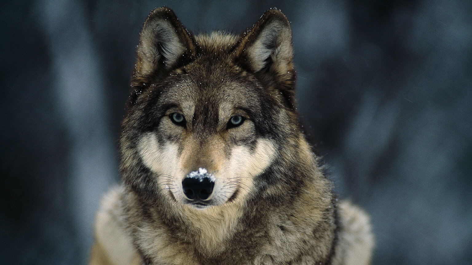 wolf_IFAW