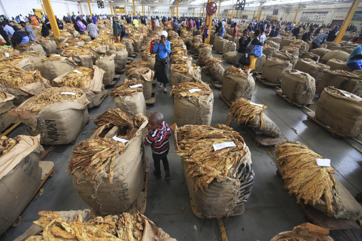 201804africa_zimbabwe_tobacco_photo5