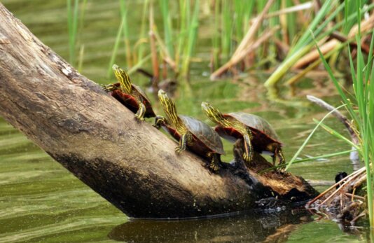 greatlakescoalition greatlakescoalition