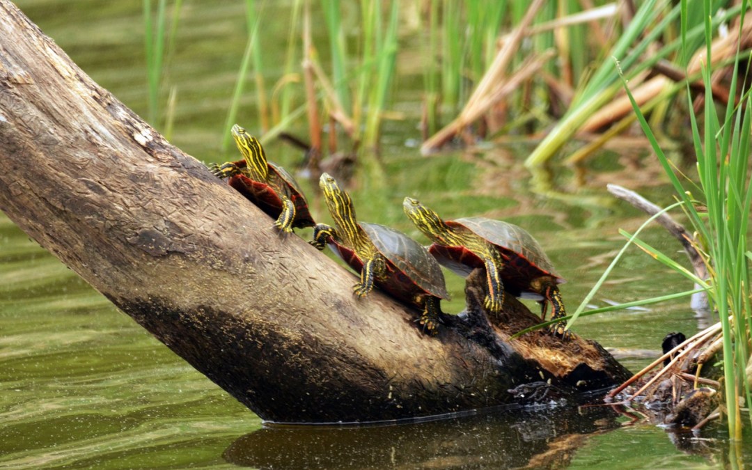 greatlakescoalition greatlakescoalition