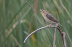 38174008402_647b17b73a_c