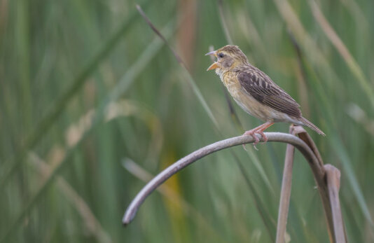 38174008402_647b17b73a_c 38174008402_647b17b73a_c