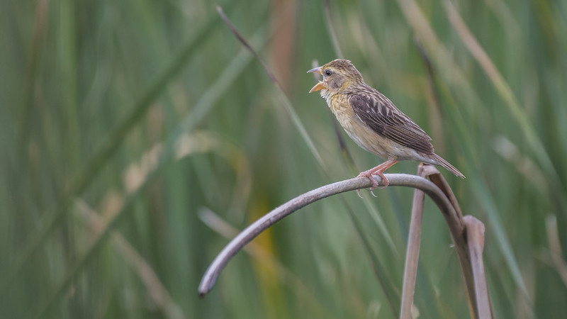 38174008402_647b17b73a_c