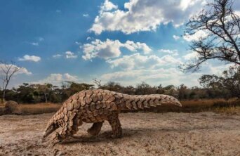 49213387947_d4eedda675_z