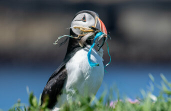 27326389237_4339162eea_k