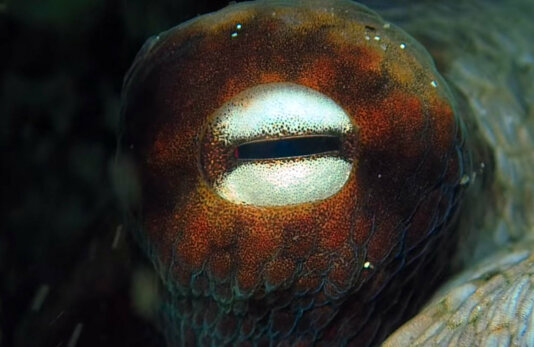 50350266477_5295757a1f_h