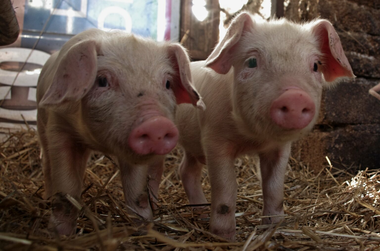 22983082601_8ded4a29cd_k 22983082601_8ded4a29cd_k