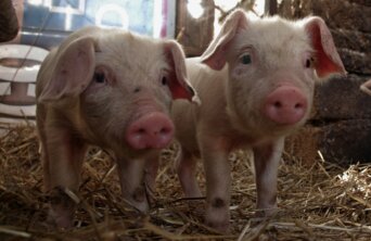 22983082601_8ded4a29cd_k